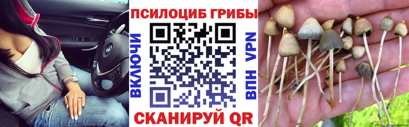 Псилоцибиновые грибы Psilocybine cubensis  Берёзовка 